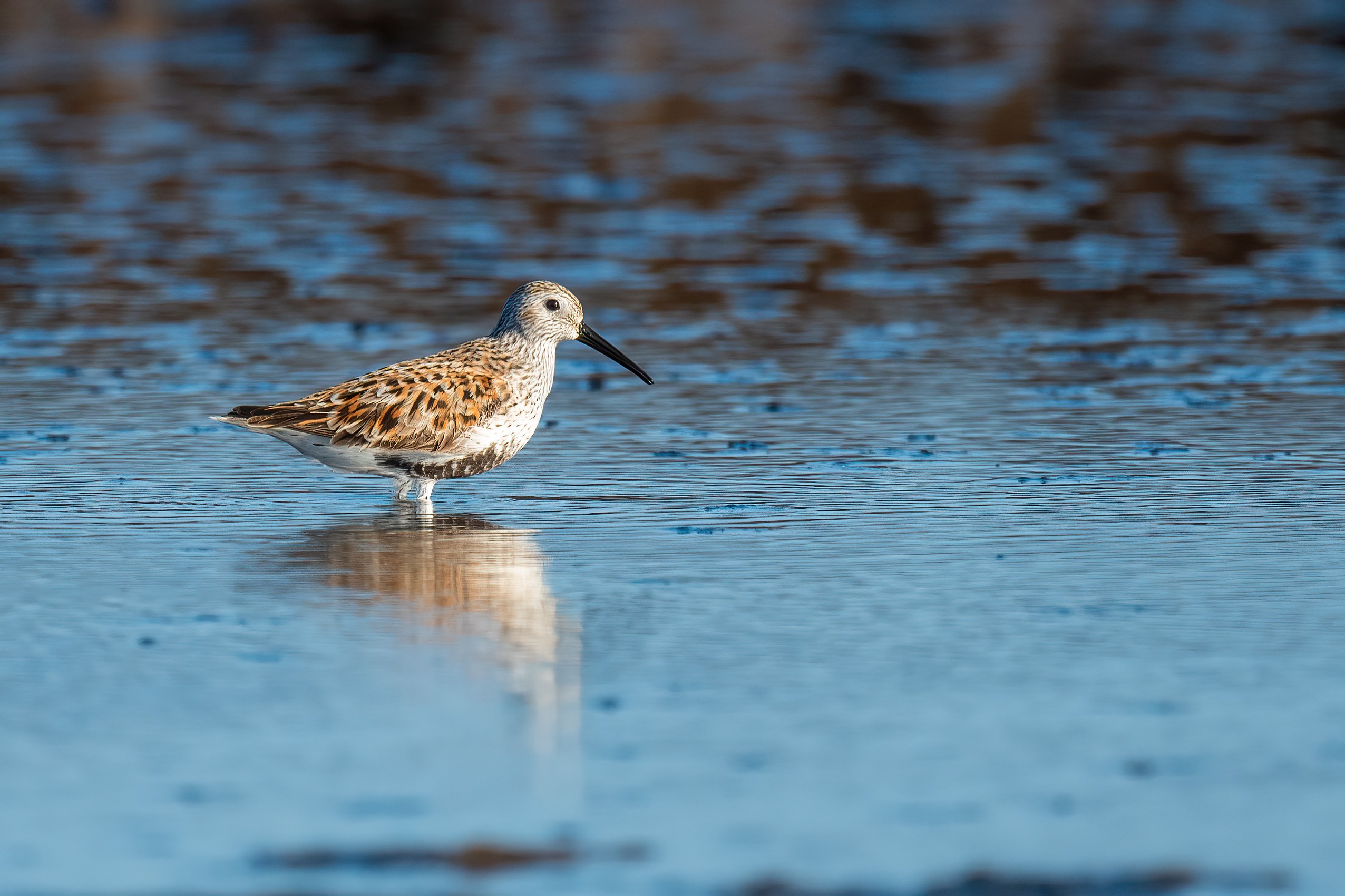 Dunlin